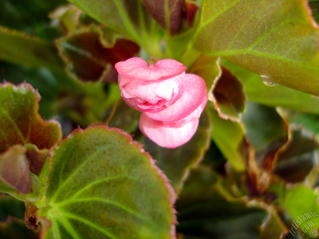 Wax Begonia -Bedding Begonia- with pink flowers and brown leaves.
