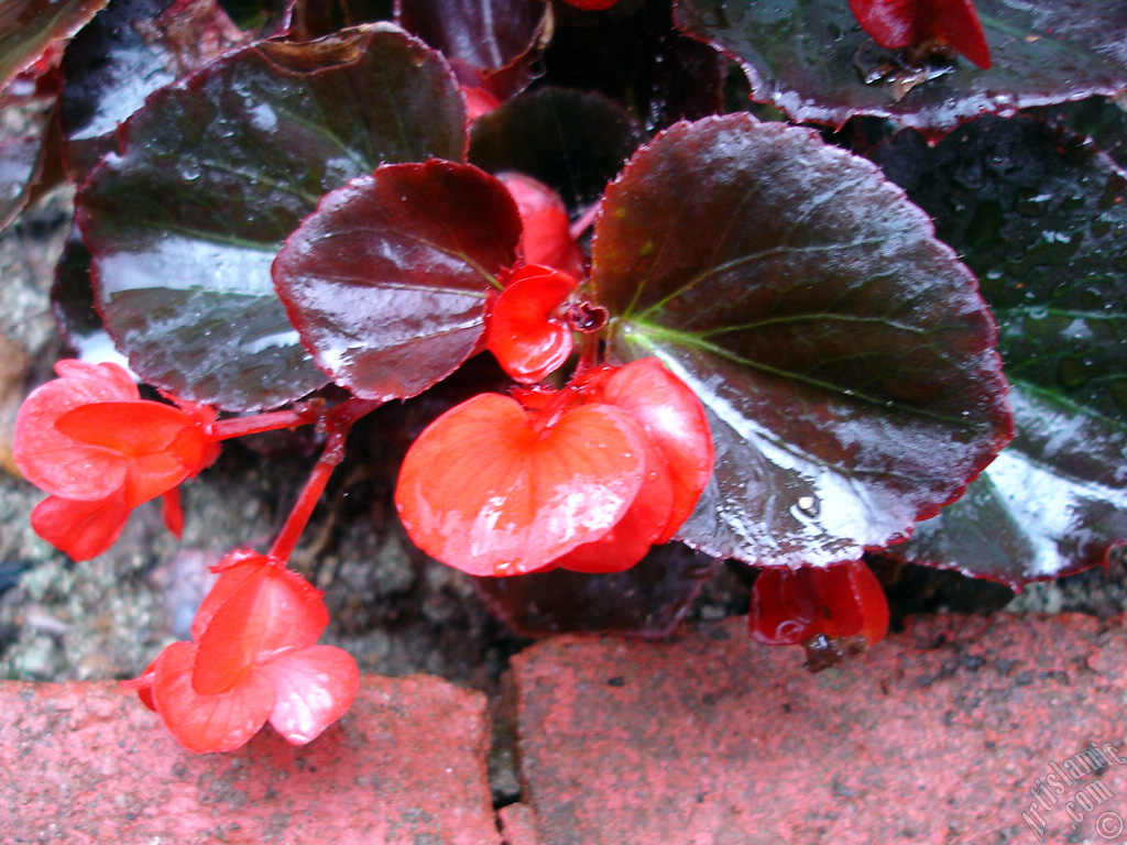 Wax Begonia -Bedding Begonia- with red flowers and brown leaves.
