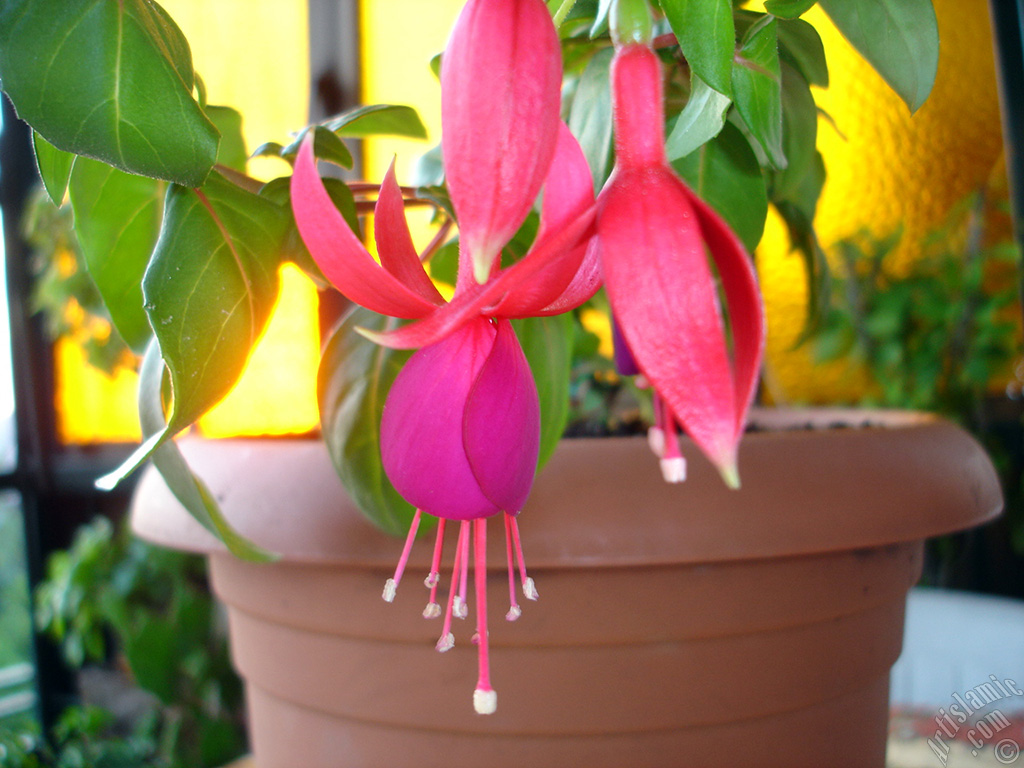 Red and purple color Fuchsia Hybrid flower.
