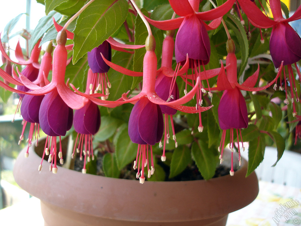Red and purple color Fuchsia Hybrid flower.
