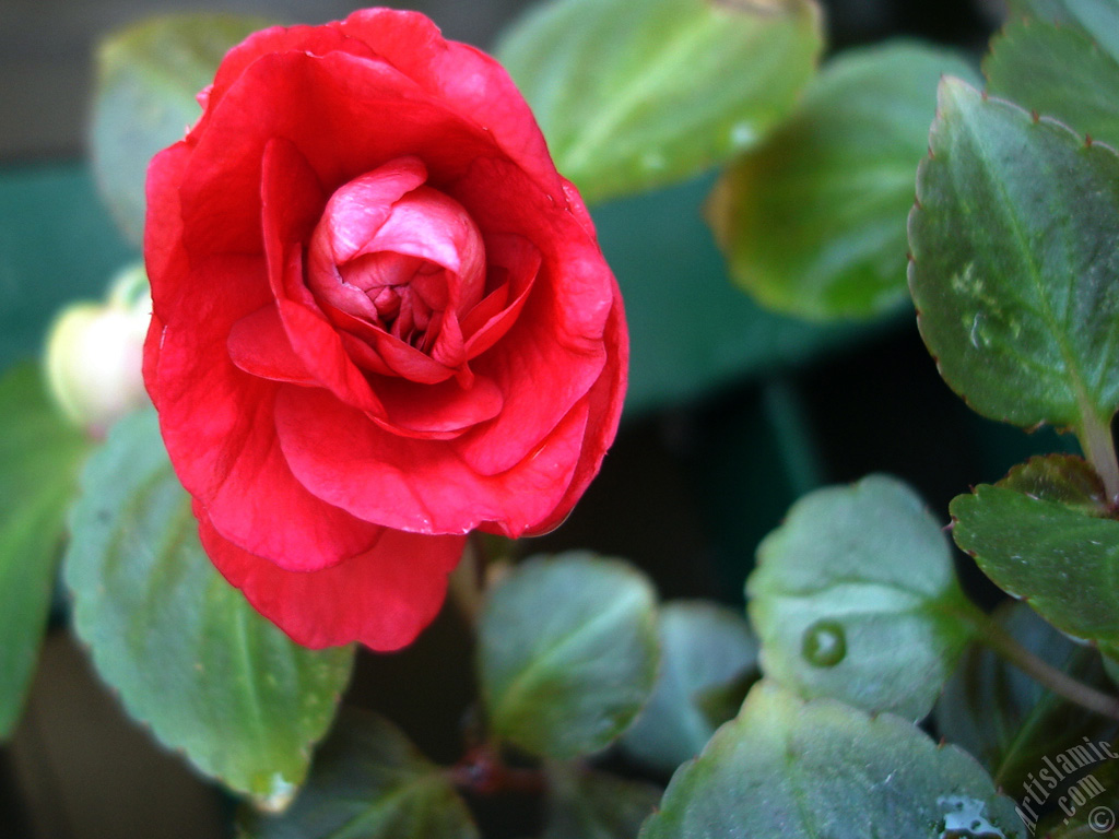 Red color Begonia Elatior flower.
