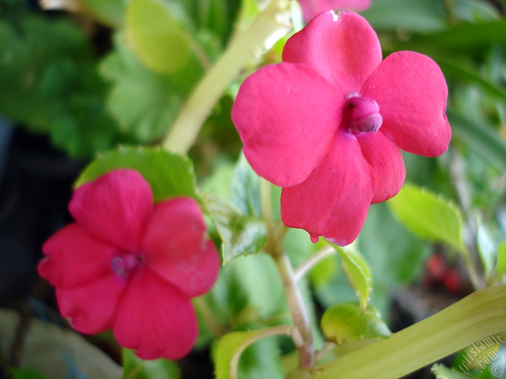 Garden Balsam, -Touch-me-not, Jewel Weed- flower.
