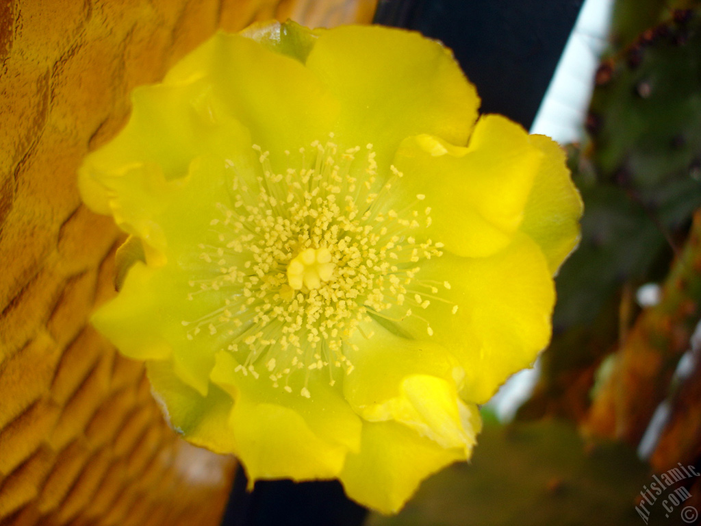 Prickly Pear with yellow flower.
