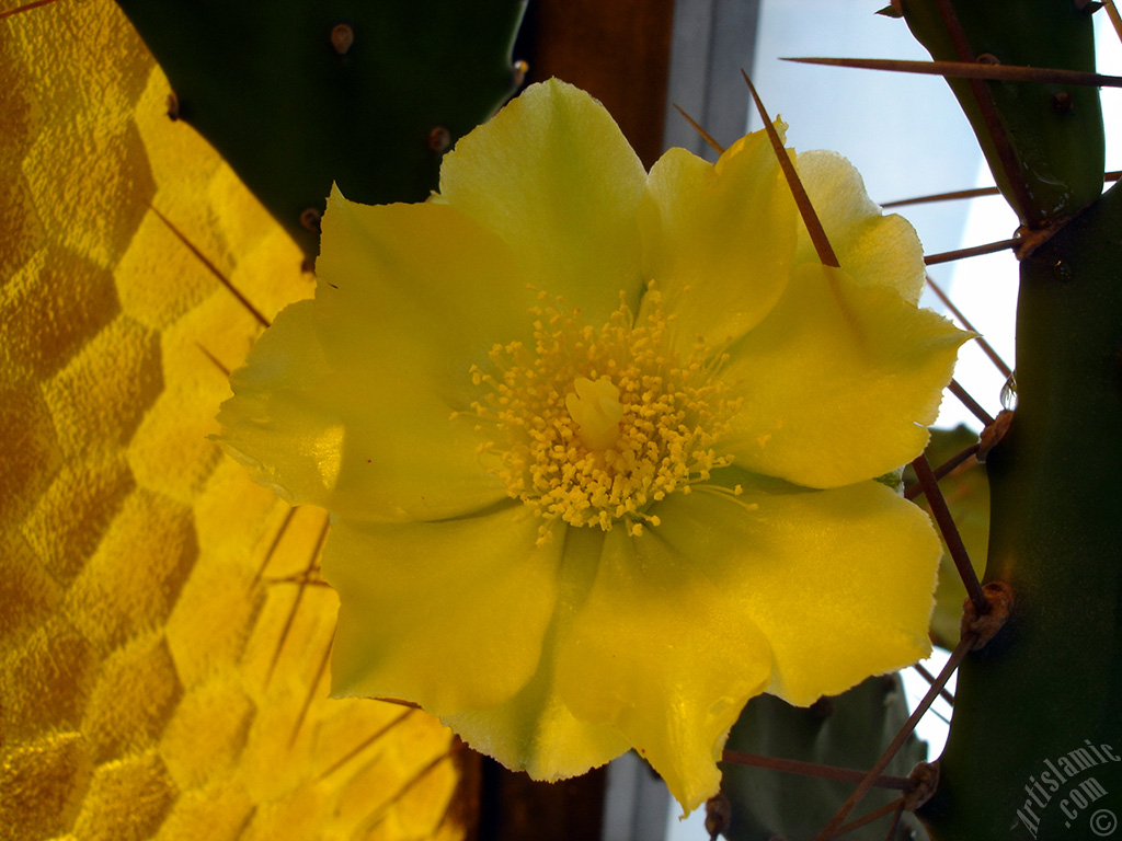 Prickly Pear with yellow flower.
