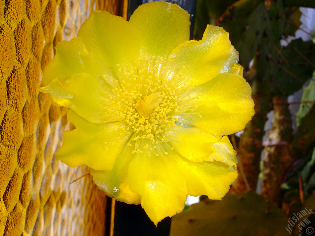 Prickly Pear with yellow flower.
