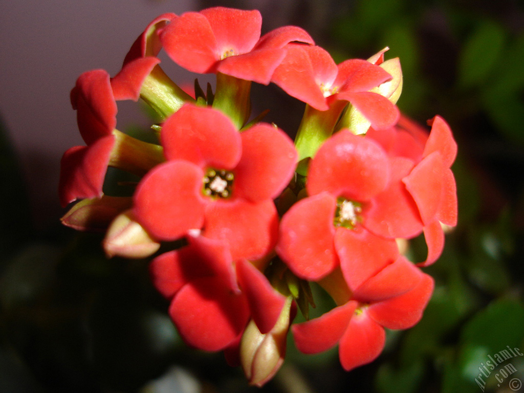 Kalano (Kalanchoe) bitkisinin ieinin resmi.
