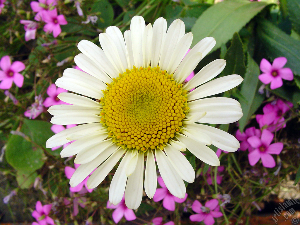 Field Daisy -Ox Eye, Love-Me-Love-Me-Not, Marguerite, Moon Daisy- flower.
