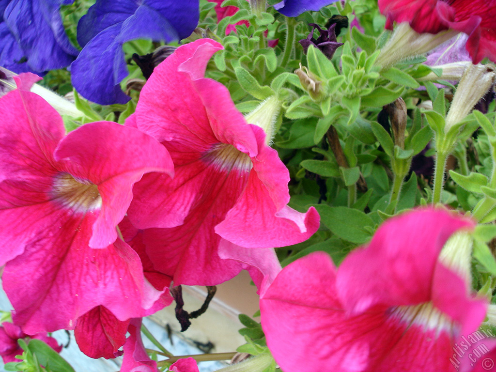 Pink Petunia flower.
