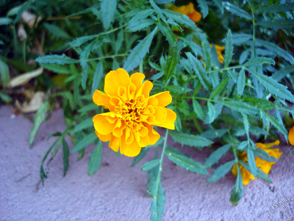 Marigold flower.
