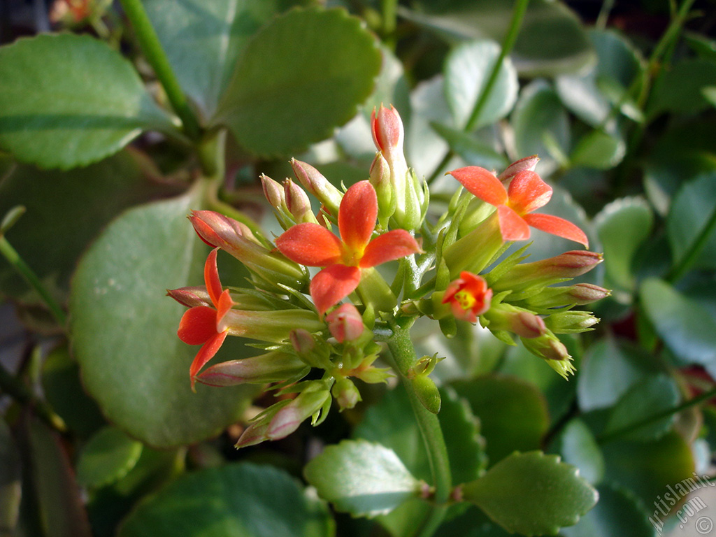 Kalano (Kalanchoe) bitkisinin ieinin resmi.
