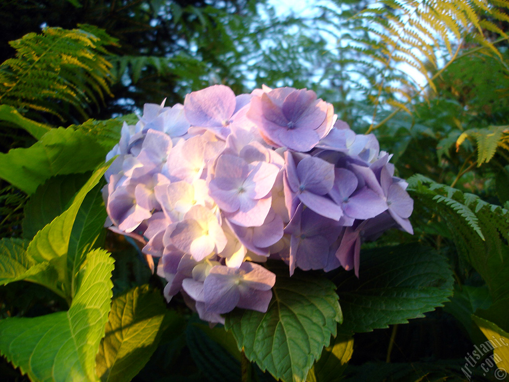 Light blue color Hydrangea -Hortensia- flower.
