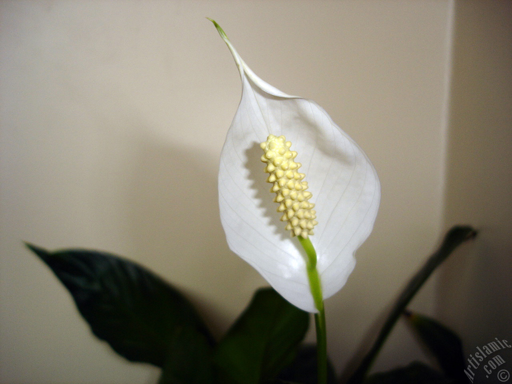 White color Peace Lily -Spath- flower.
