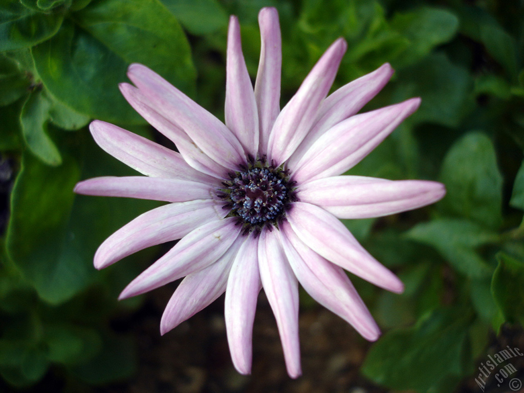 Pink color Trailing African Daisy -Freeway Daisy, Blue Eyed Daisy- flower.
