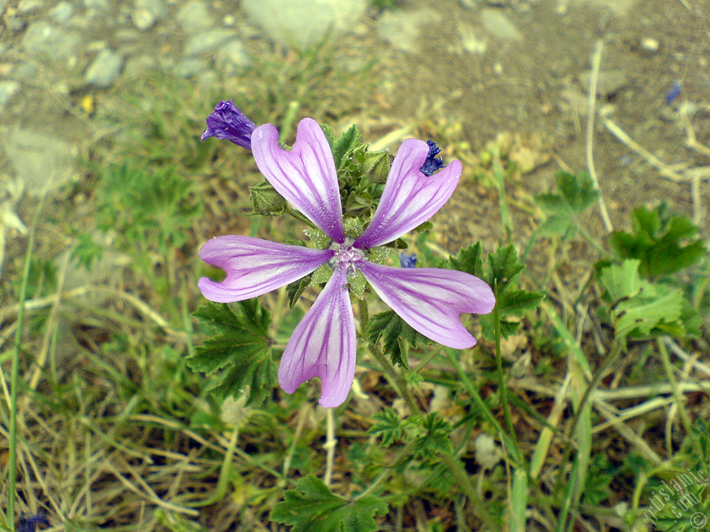 Purple color Erica flower.
