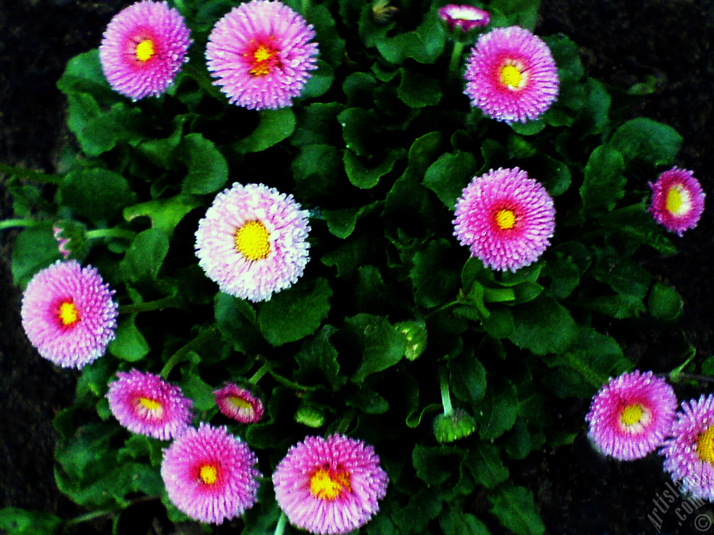 Some pink wildflowers.

