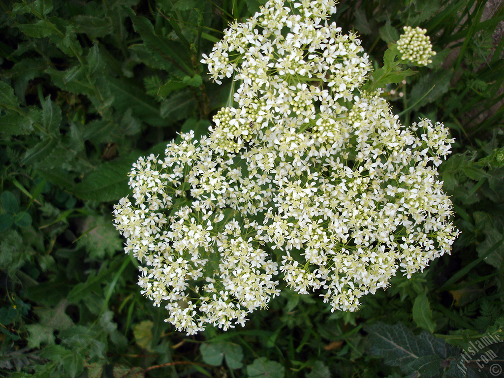 A plant with tiny white flowers.
