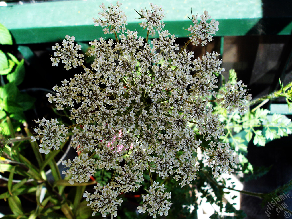 A plant with tiny white flowers.
