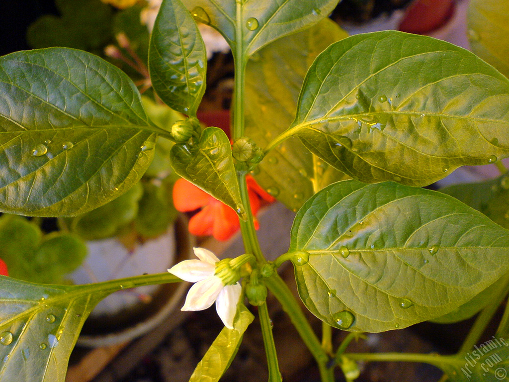Sweet Pepper plant growed in the pot.
