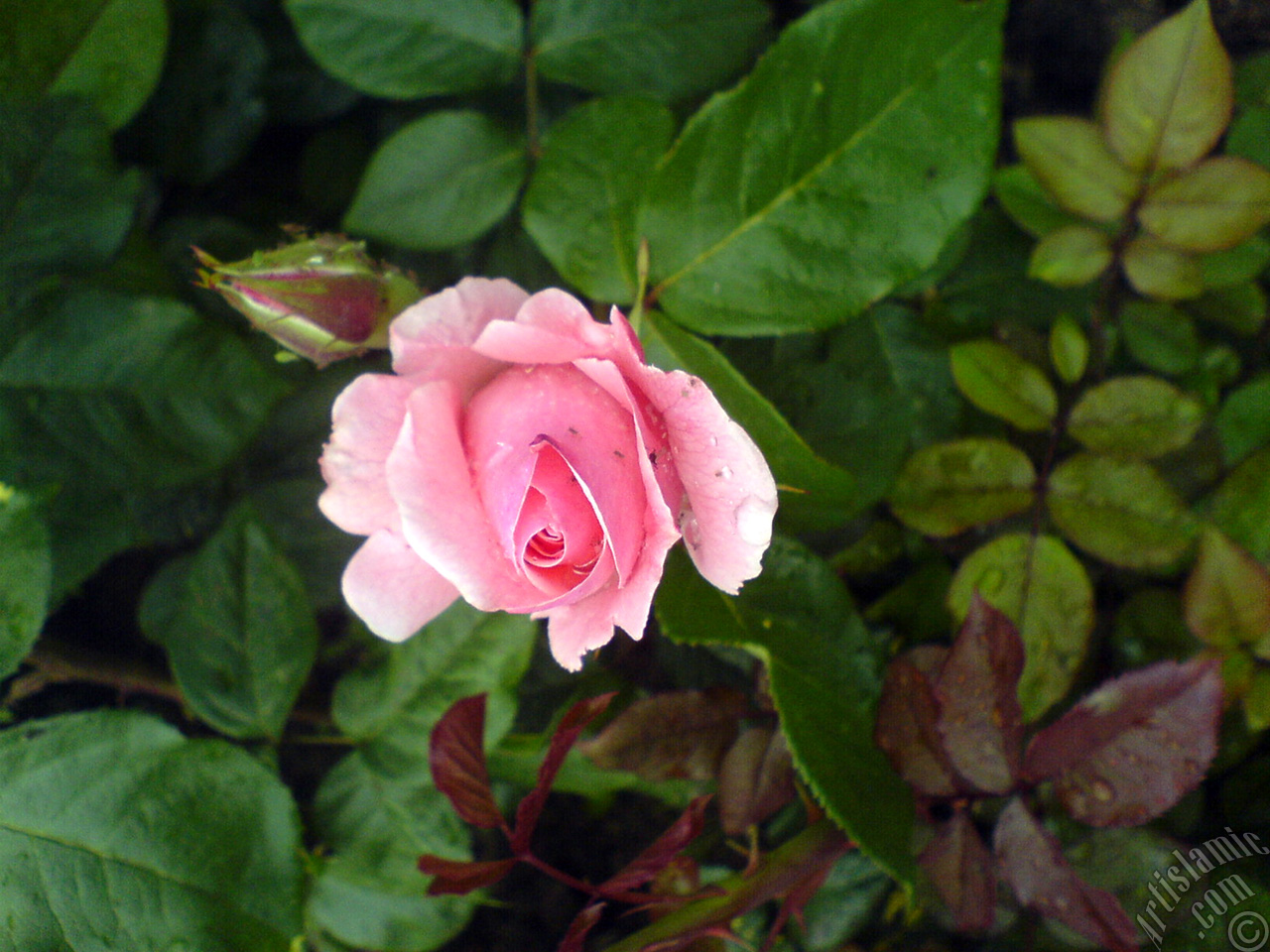 Pink rose photo.
