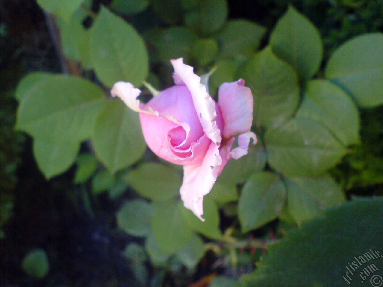 Pink rose photo.
