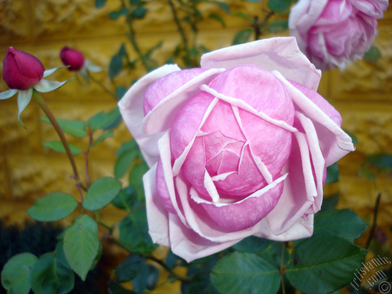 Pink rose photo.
