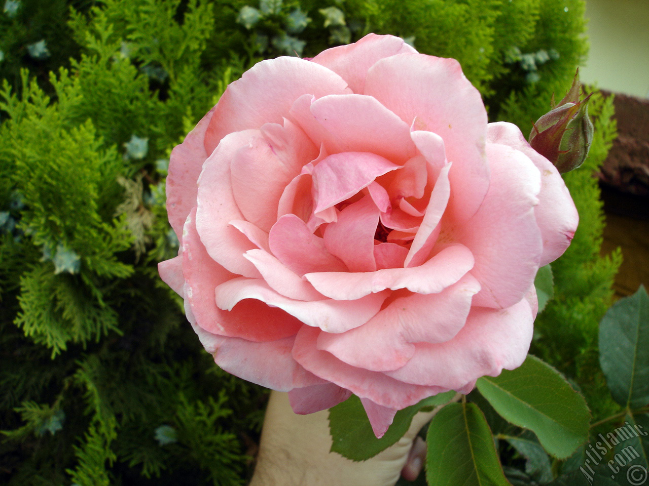 Pink rose photo.
