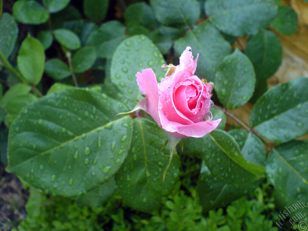 Pink rose photo.
