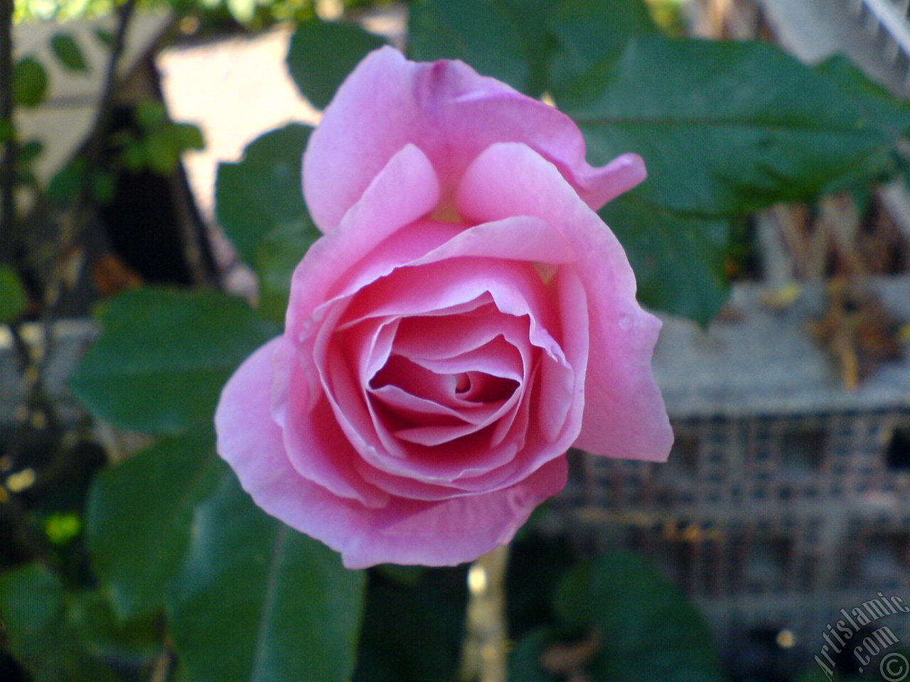 Pink rose photo.
