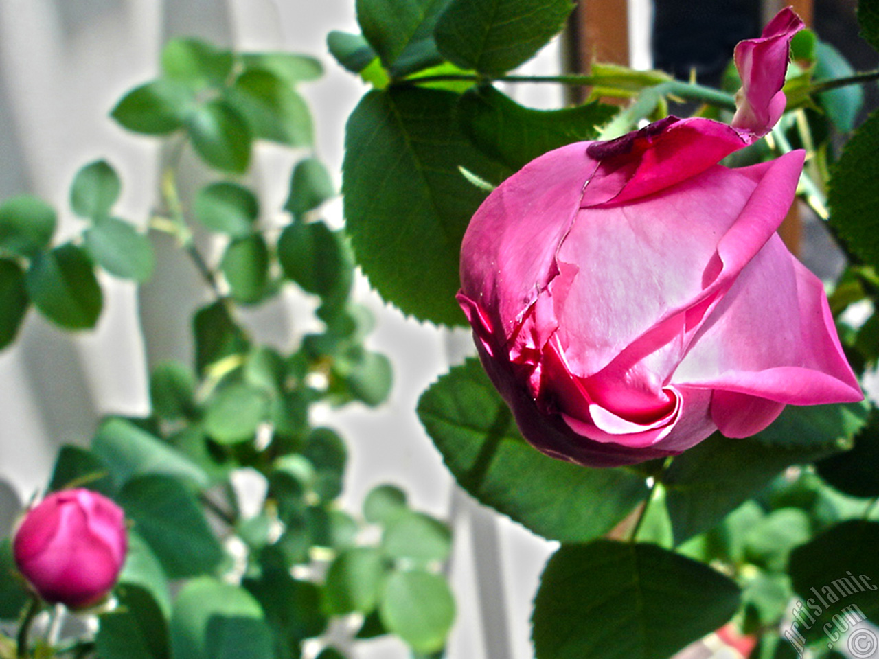 Pink rose photo.
