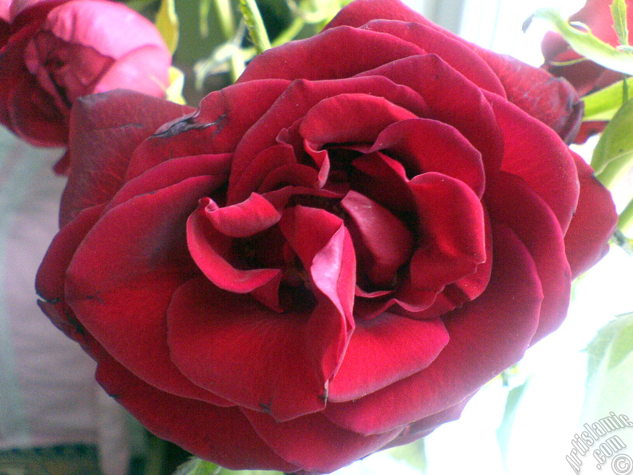 Red rose photo.
