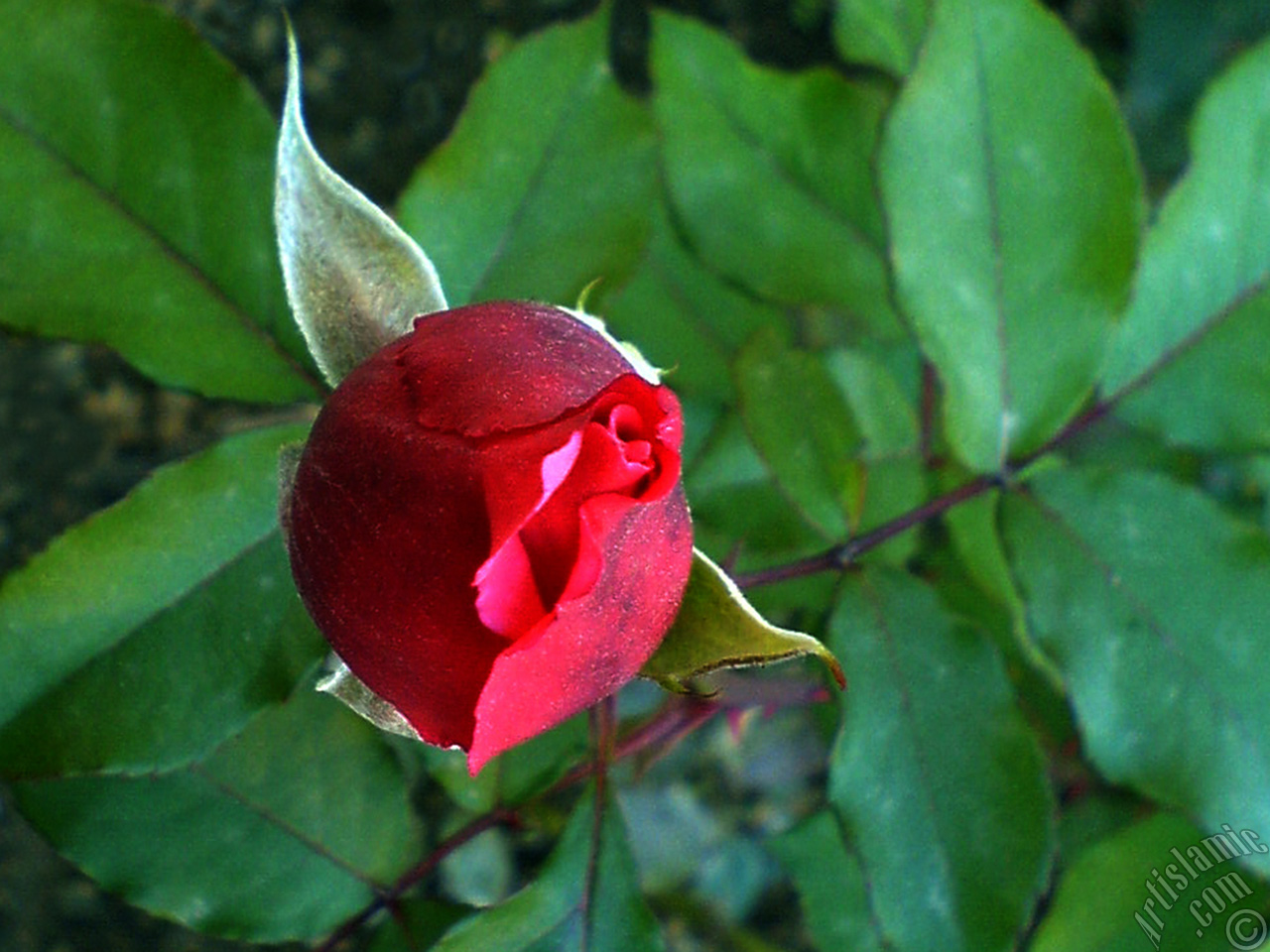 Red rose photo.
