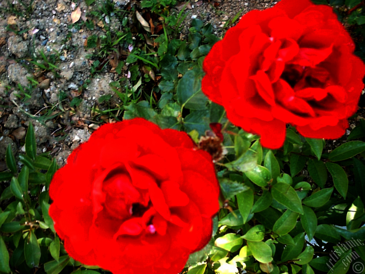 Red rose photo.
