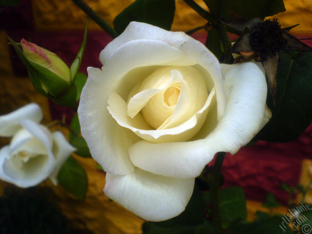 White rose photo.
