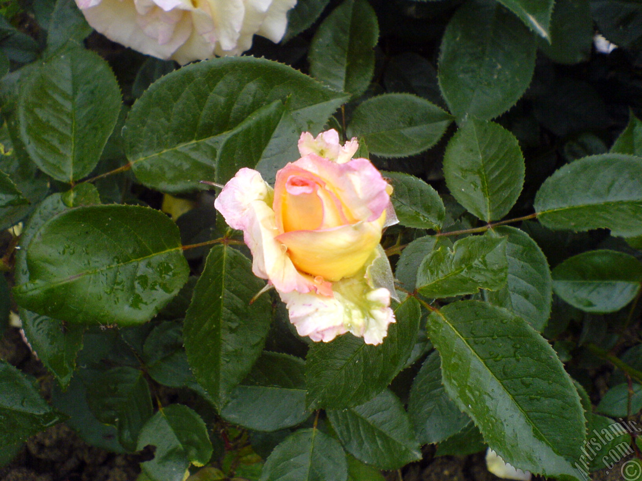 Yellow rose photo.
