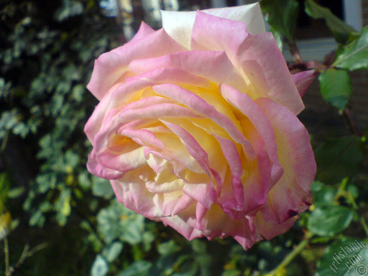 Variegated (mottled) rose photo.
