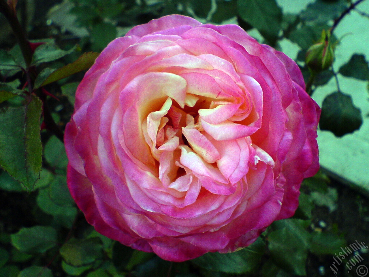 Variegated (mottled) rose photo.
