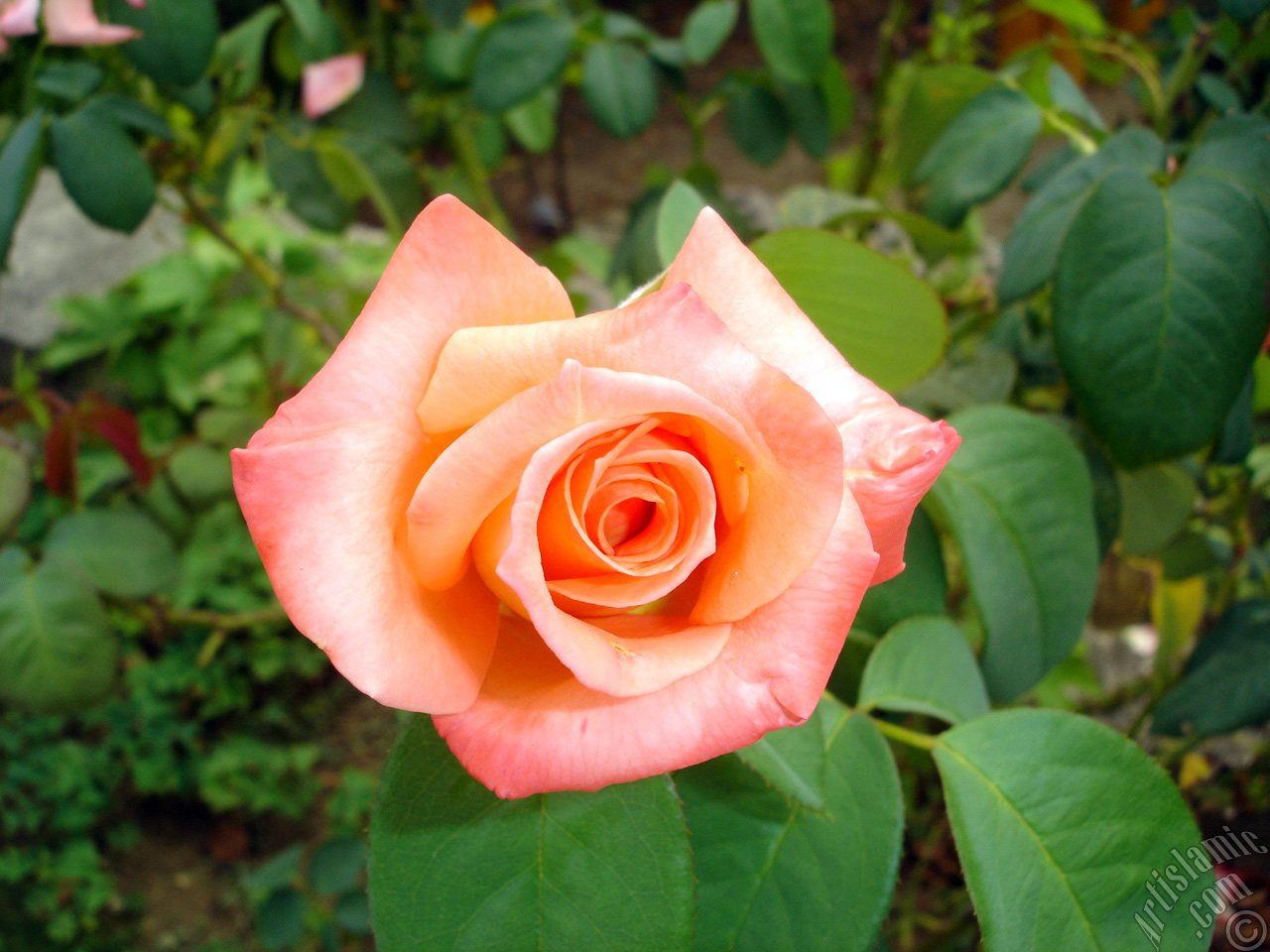 Salmon Color rose photo.
