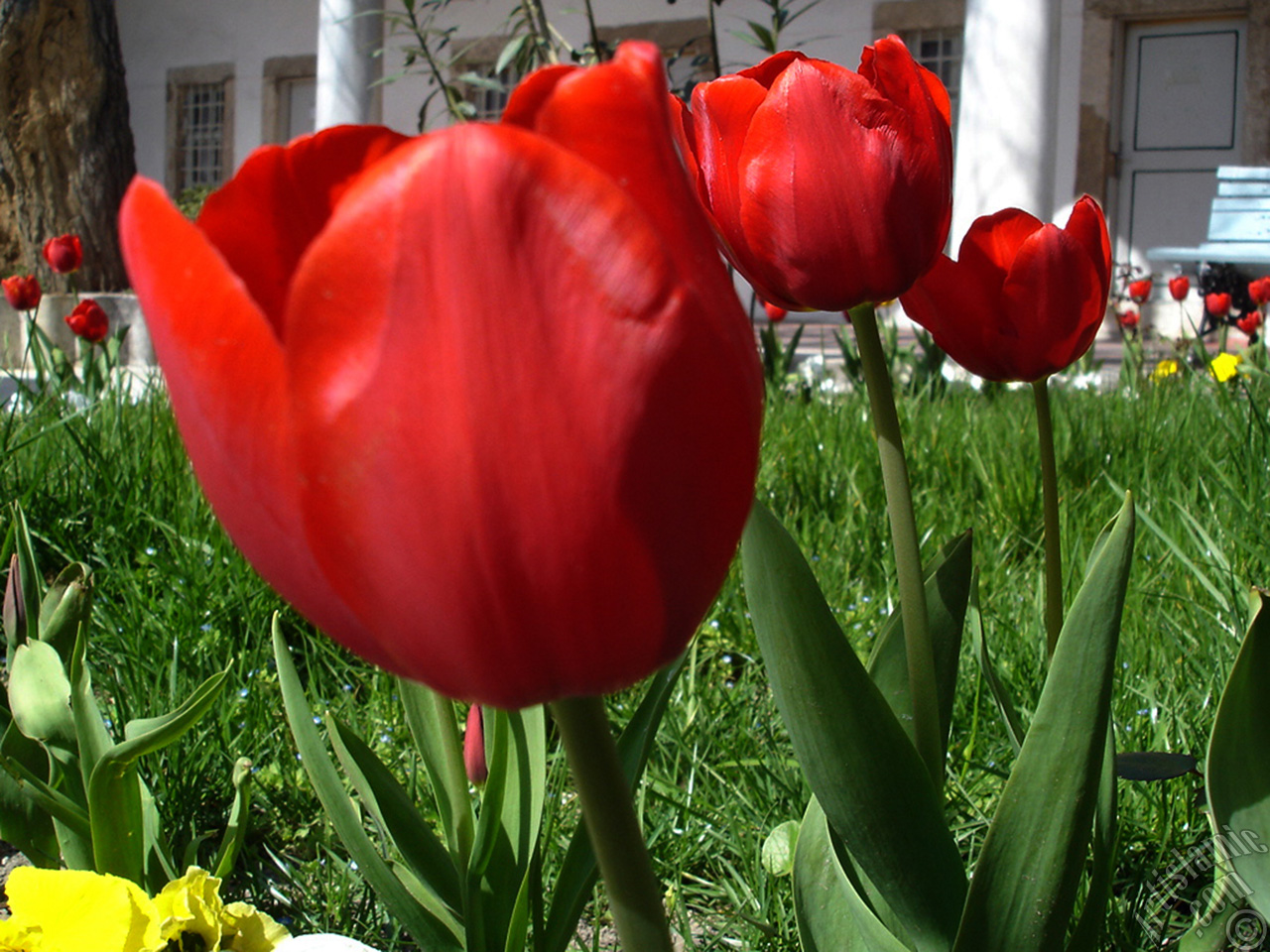 Red Turkish-Ottoman Tulip photo.
