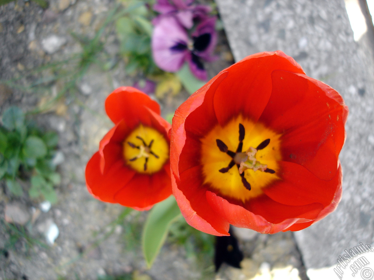 Red Turkish-Ottoman Tulip photo.
