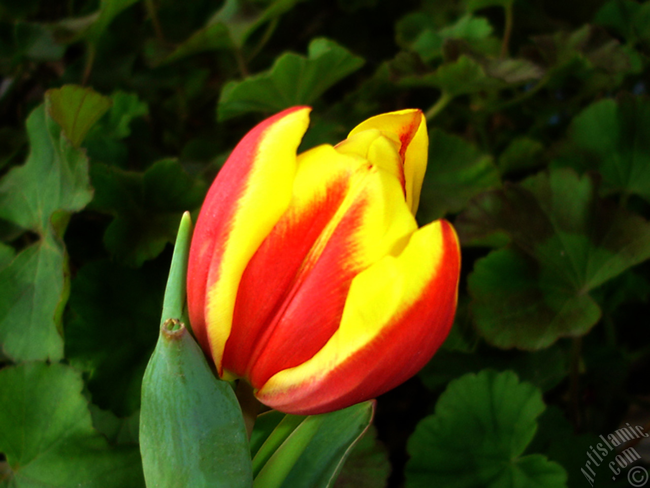 Red-yellow color Turkish-Ottoman Tulip photo.
