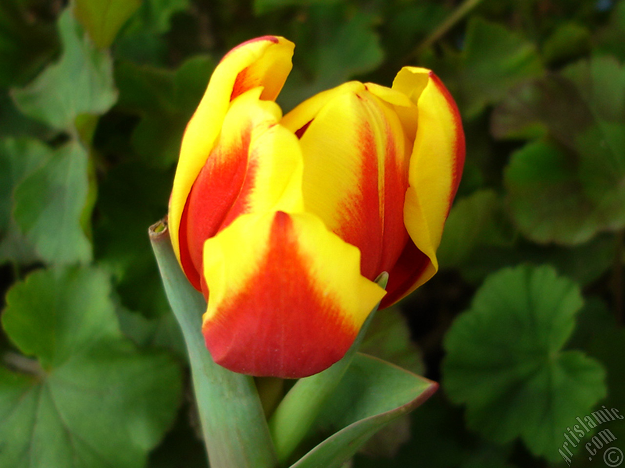 Red-yellow color Turkish-Ottoman Tulip photo.
