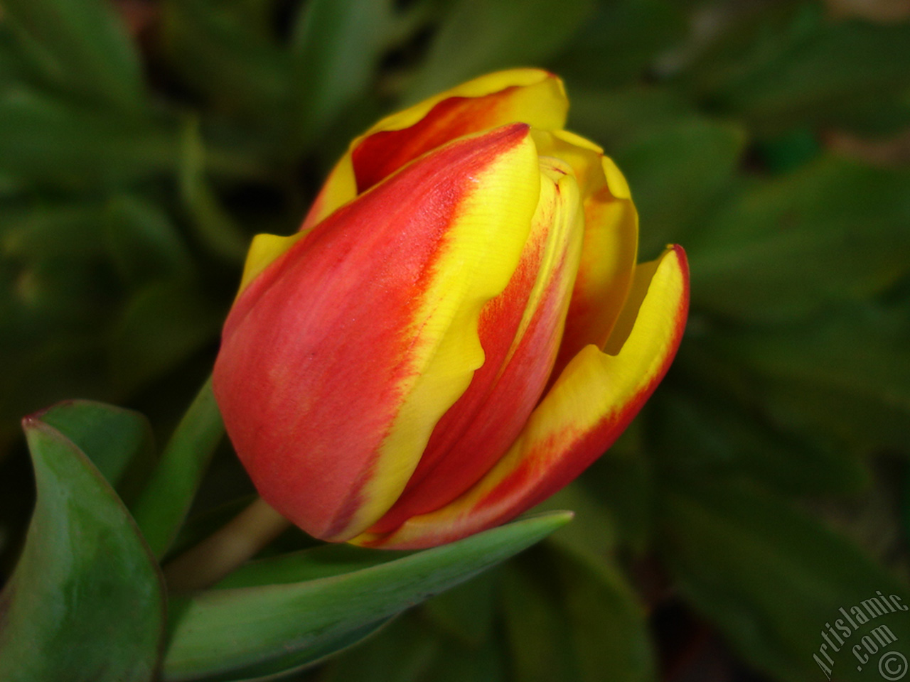 Red-yellow color Turkish-Ottoman Tulip photo.
