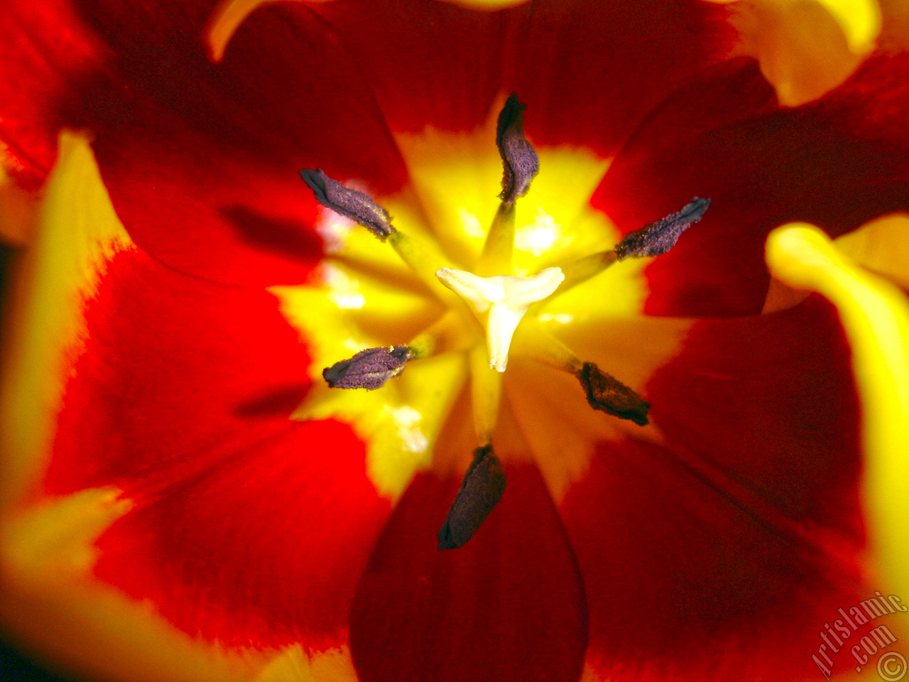 Red-yellow color Turkish-Ottoman Tulip photo.
