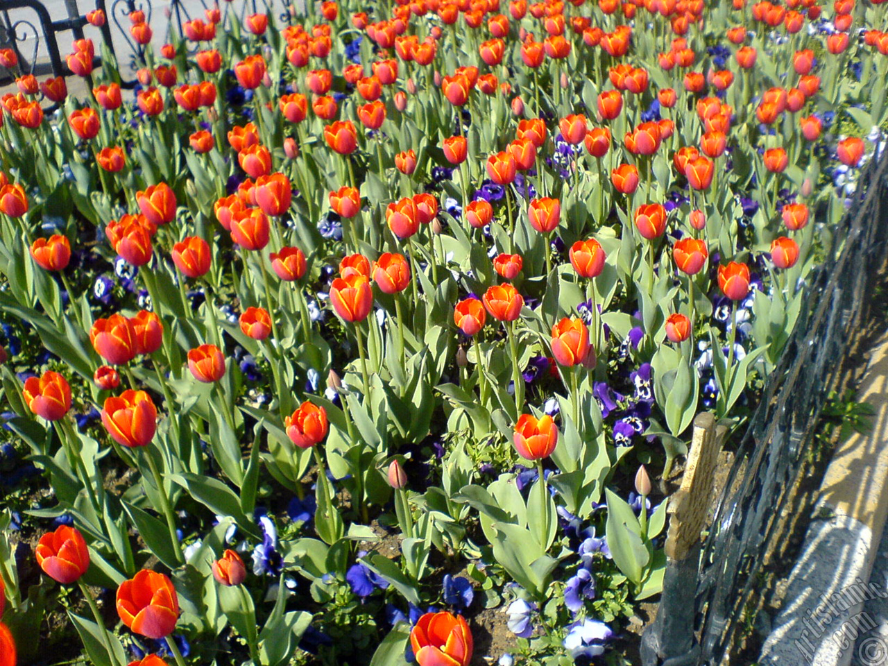 Turkish-Ottoman Tulips.
