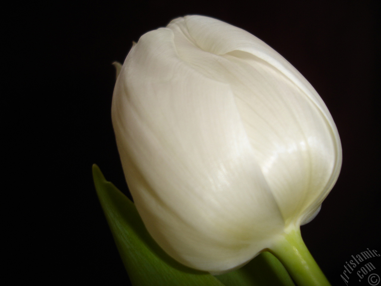 White color Turkish-Ottoman Tulip photo.
