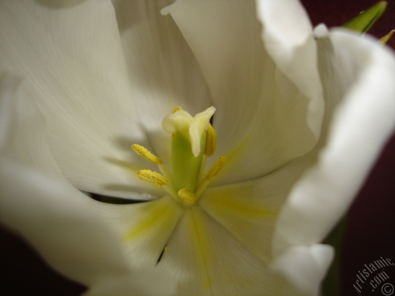 White color Turkish-Ottoman Tulip photo.
