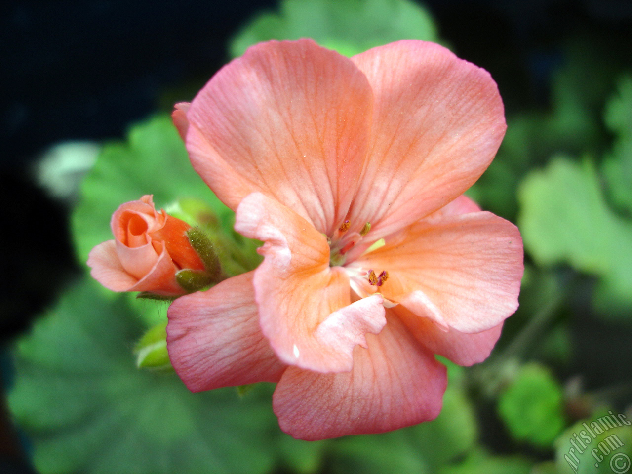 Red Colored Pelargonia -Geranium- flower.
