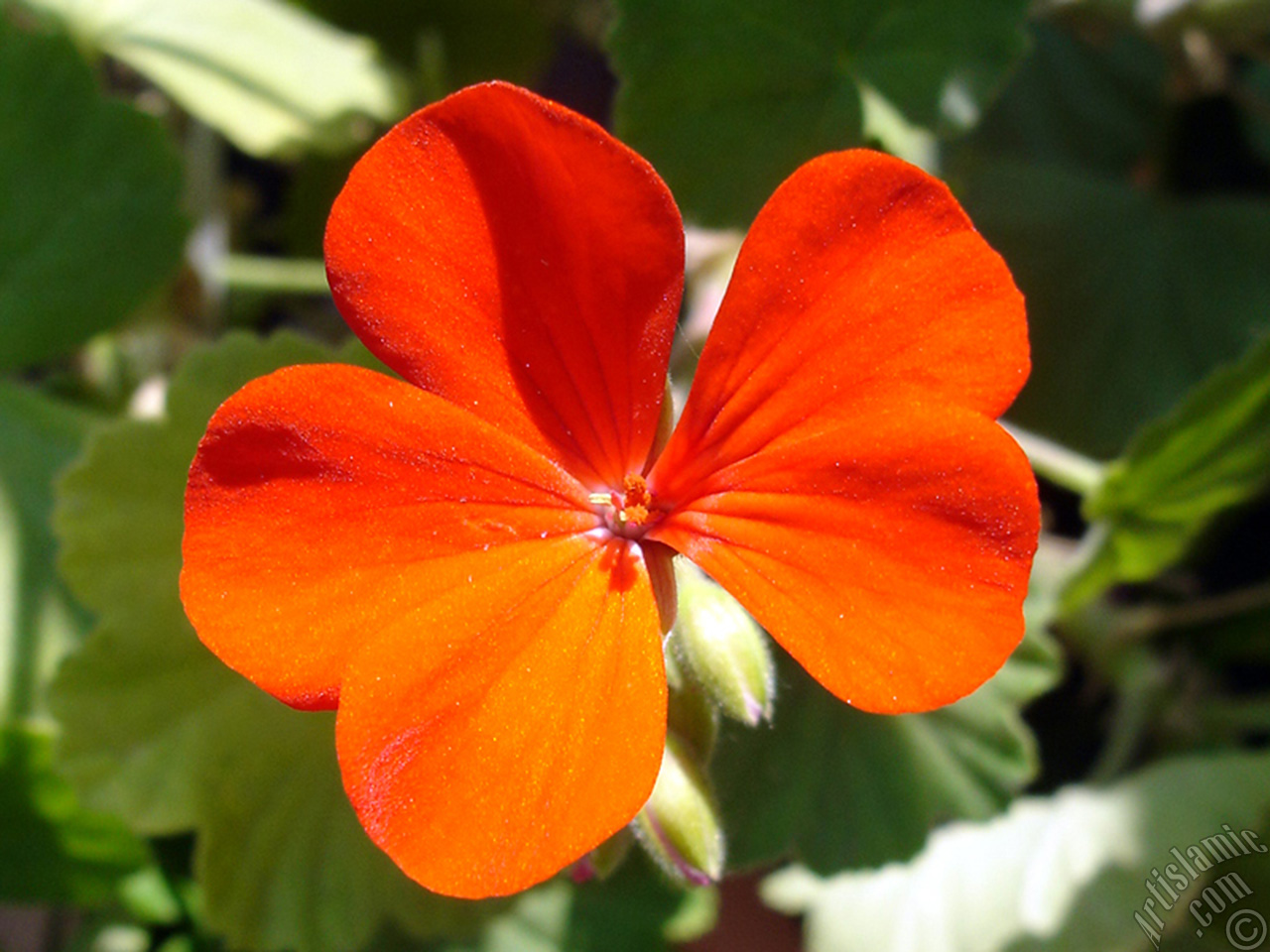 Red Colored Pelargonia -Geranium- flower.
