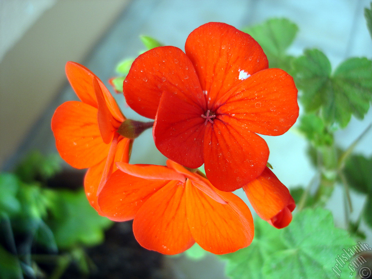 Red Colored Pelargonia -Geranium- flower.
