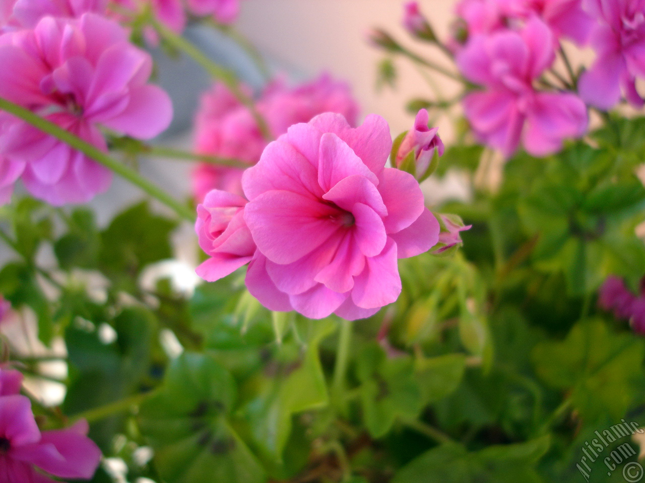 Pink Colored Pelargonia -Geranium- flower.
